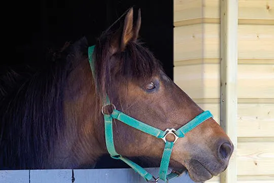 Gites du Bois Peschard - Bretagne - Morbihan - Cheval