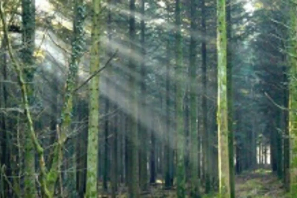 Gites du Bois Peschard - Bretagne - Morbihan - orêt de Brocéliande